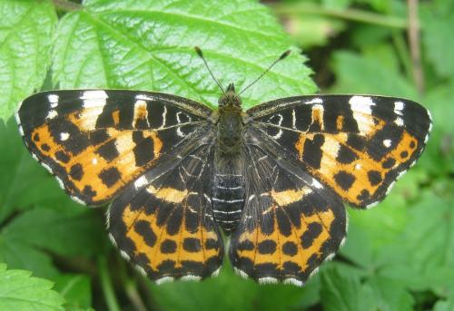 Araschnia levana